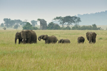 Fototapeta na wymiar Female elephants and calves feeding in long grass, Serengeti National Park, Tanzania