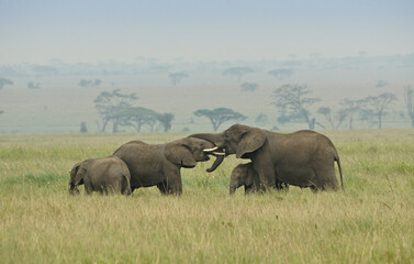 Fototapeta na wymiar Female elephants (socializing) with calves, Serengeti National Park, Tanzania