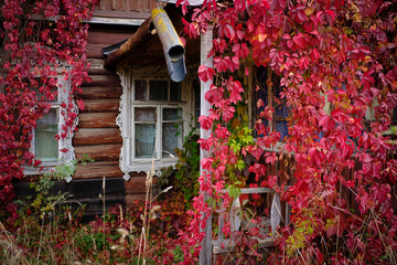 Fototapeta na wymiar An old, rustic, wooden, abandoned house overgrown with wild grapes.