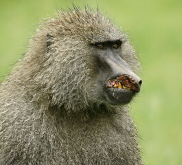 Male olive baboon severely injured in fight, Ngorongoro Crater, Tanzania