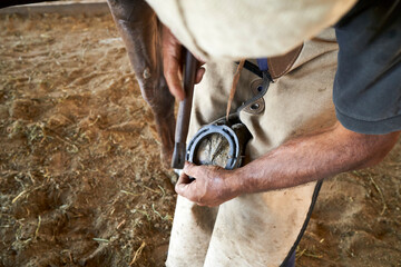 blacksmith using hammer to put horseshoe on hoof of horse near stable on ranch.