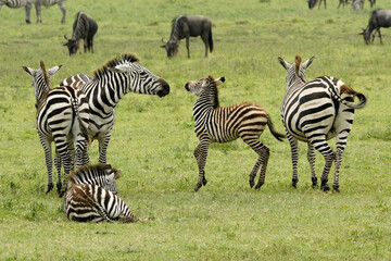 Fototapeta na wymiar Female zebra rebuffing foal who is not her own, Ngorongoro Crater, Tanzania