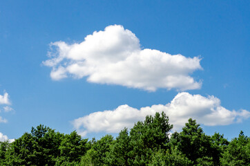 Green trees and blue sky with clouds