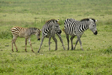 Fototapeta na wymiar Common zebras with foal, Ngorongoro Crater, Tanzania