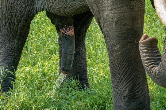 Elephant taking pee. Close up Detailed Shot