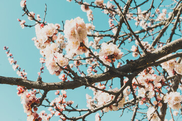 Spring flowers with soft focus on blooming apricot tree branch. Apricot tree in bloom against blue sky