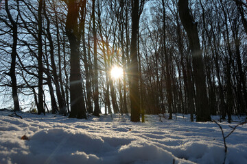 Sunrise with  white snow in the forest