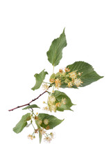 Linden branch or Tilia branch blossoming with yellow fragrant flowers isolated on a white.