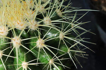 Macro of the spines on a Golden Barrel Cactus