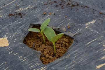Freshly Planted Cucumbers On Arable With Foil Cover