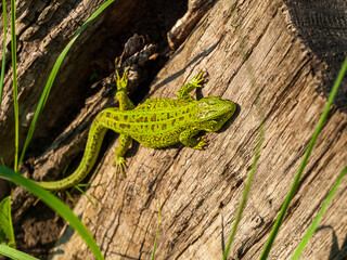 small green lizard reptile in the forest close-up, animal survival in the wild, adaptation and...