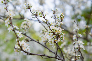 Blooming tree branch with white flowers. Spring flowers on cherry tree in sunlight