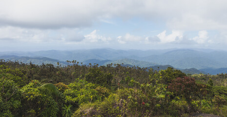 Fototapeta premium cima de montaña llena de vegetación en la ciudad de panama 