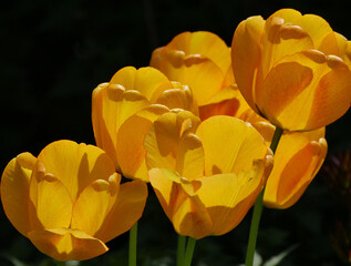 Obraz premium Group Of Yellow Tulips In The Back Light, Dark Background