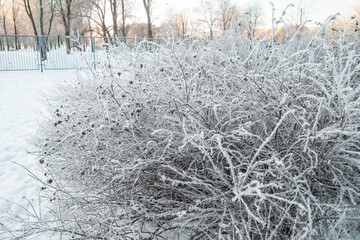 Branches of shrubs and trees, covered with icy cold white frost, snow in winter. The frost and ice. Macro photography.