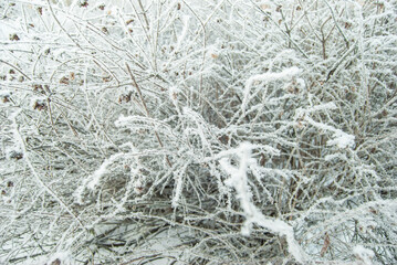 Branches of shrubs and trees, covered with icy cold white frost, snow in winter. The frost and ice. Macro photography.