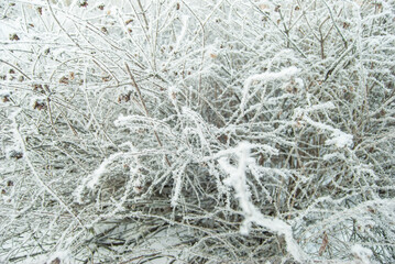 Branches of shrubs and trees, covered with icy cold white frost, snow in winter. The frost and ice. Macro photography.