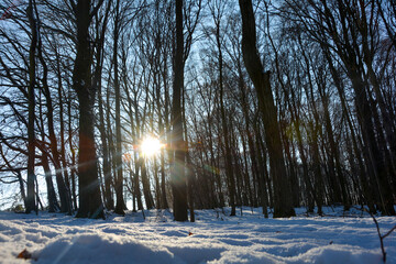 Sunrise with deep snow in the forest