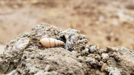 snail on rock