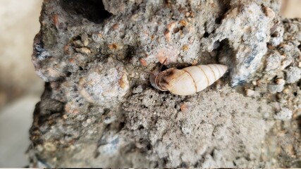 snail