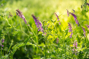 Close up view of purple flowers of hairy vetch vicia villosa on sunny summer day