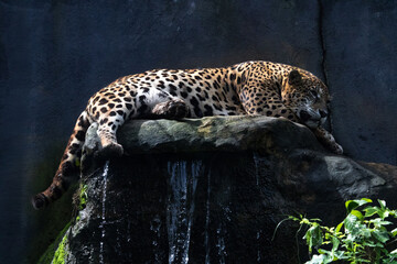 Onça Pintada © Alem Silva