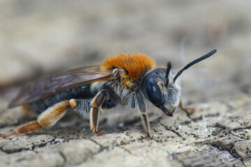 A frontal close up of a female Early Mining Bee, Andrena haemorrhoa
