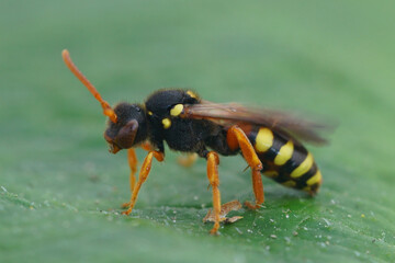 Detailed close up of a female Painted nomad bee, Nomada fucata on a green leaf