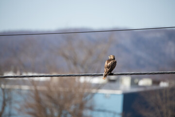 A common red-tailed hawk sitting on a power line with mountains in the distance. Hawks prey on small animals. 