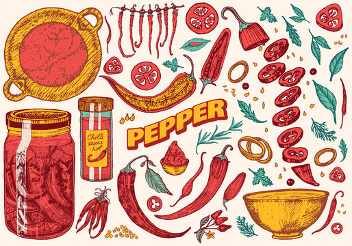 Red hot chili peppers in vintage style. Salad ingredients. Farm vegetable. Vector illustration. Hand drawn engraved retro sketch. Doodle style