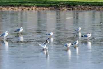 Naklejka na ściany i meble Birds on the ice of a frozen lake. Gulls on frozen water in a city park.