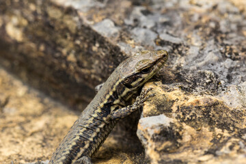 Podarcis muralis, Common wall lizard from Germany