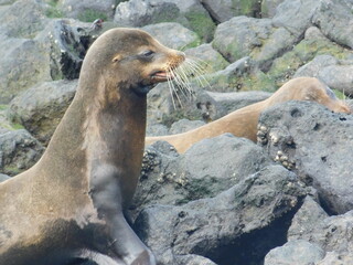 Fototapeta premium Sea Lion on Rock