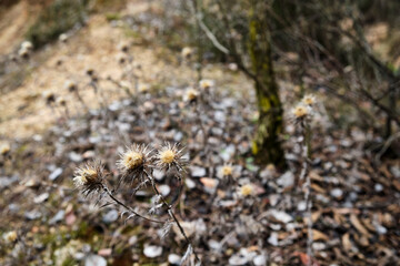 wild thistle -Cynara cardunculus- dry filmed in nature