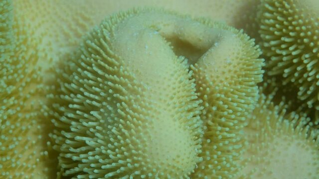 Details of the soft coral polips. Extreme close-up of the soft coral polips on the reef. Natural underwater background. Mushroom Leather Coral (Sarcophyton coral)