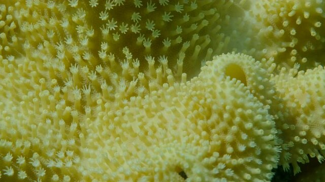 Details of the soft coral polips. Extreme close-up of the soft coral polips on the reef. Natural underwater background. Mushroom Leather Coral (Sarcophyton coral)