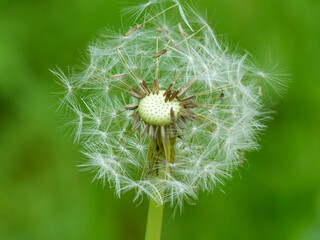 Blowball With Green Background