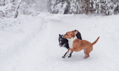 Two dogs playing together at winter park