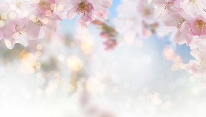 Apricot background with cherry blossom tree in springtime with bokeh and sunny lights.