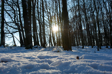 Sunrise behind the trees in the forest with deep snow