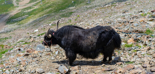Close up of yak in mountainous terrain. Mountain animal chews, standing on slope in summertime.