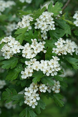Flowering Whitethorn, Crateagus Oxyacantha
