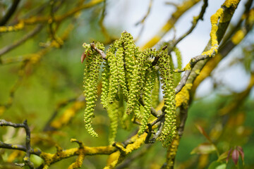 Fototapeta premium Walnut Blossoms