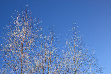 three frosted winter birch trees with blue sky - winter background and landscape