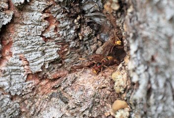 Common Hornet