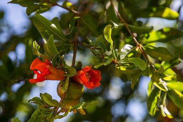 Flowers And Fruit Of A Pomegranate Tree, Punica Granatum