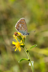 Polyommatus icarus, Common Blue butterfly from Lower Saxony, Germany