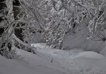 forêt blanche