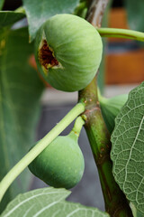 Ripe fresh green fig on the tree