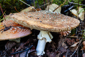 The poisonous large Fly agaric mushroom grows on the forest floor next to a hiking trail leading to the Cameron river in Canada's Northwest Territories.
